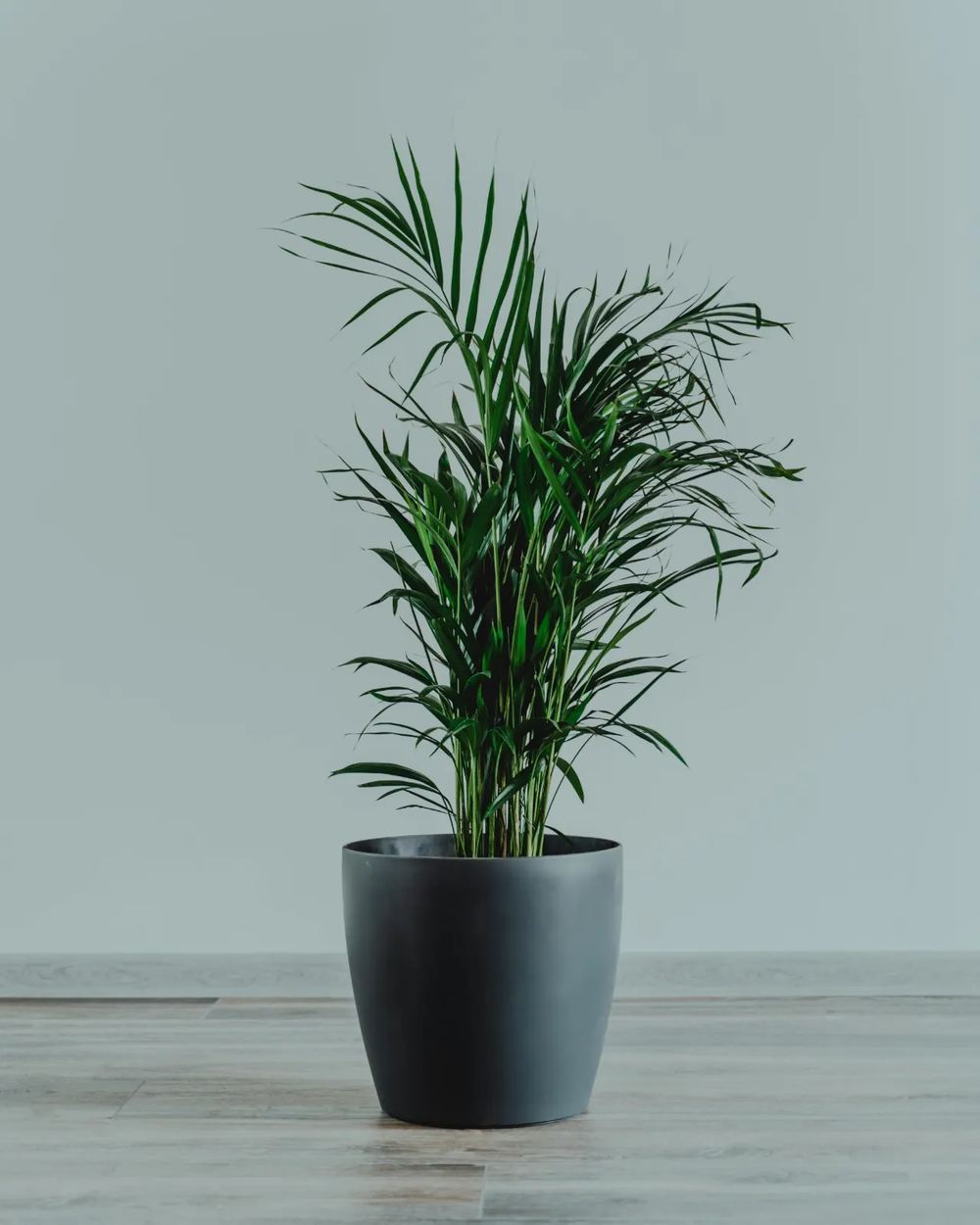 דקל חמדוריאה — plants / indoor-plants — משתלת עדן צמחים