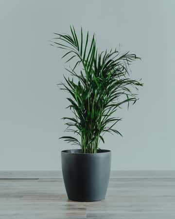 דקל חמדוריאה — plants / indoor-plants — משתלת עדן צמחים